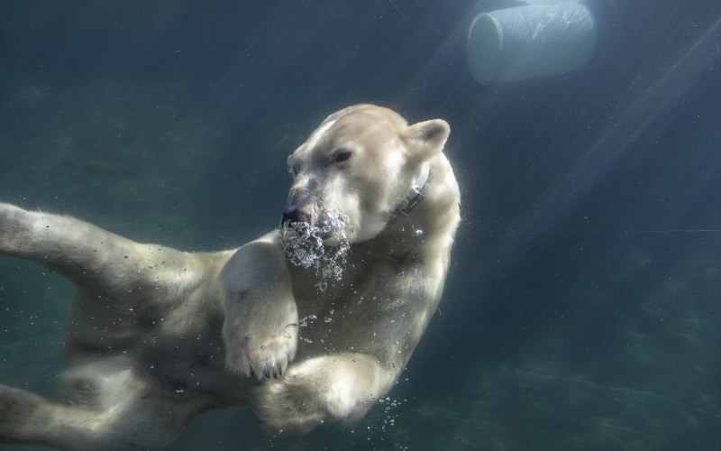 Водяной медведь тихоходка