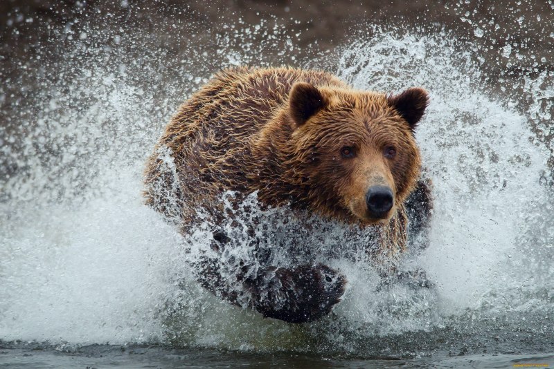 Водный медведь тихоходка