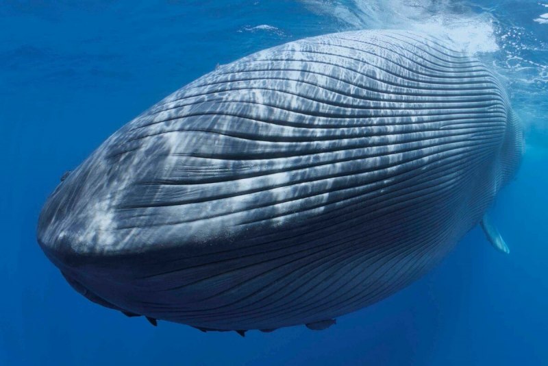 Голубой кит Balaenoptera musculus