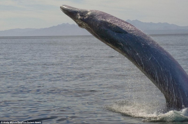 Малый полосатик Balaenoptera acutorostrata