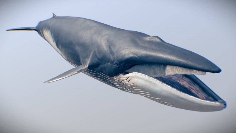 Сейвал (ивасёвый кит) (Balaenoptera Borealis)