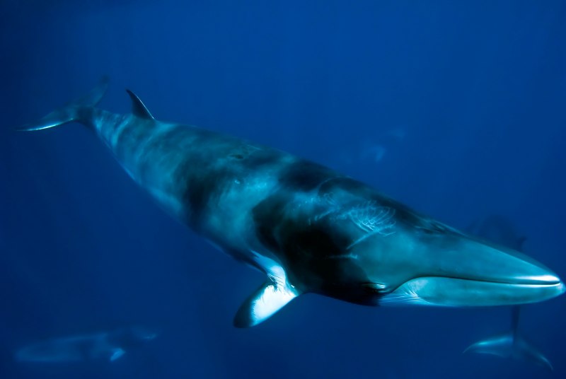 Сейвал (ивасёвый кит) (Balaenoptera Borealis)