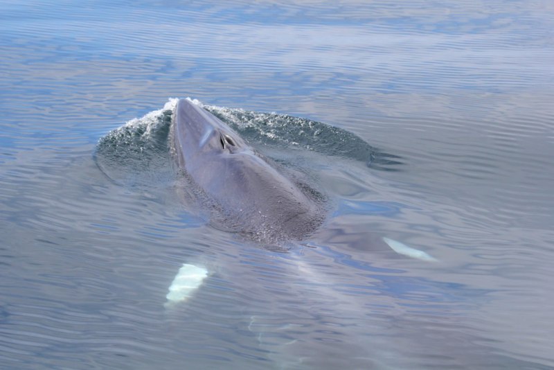 Omura Bowhead