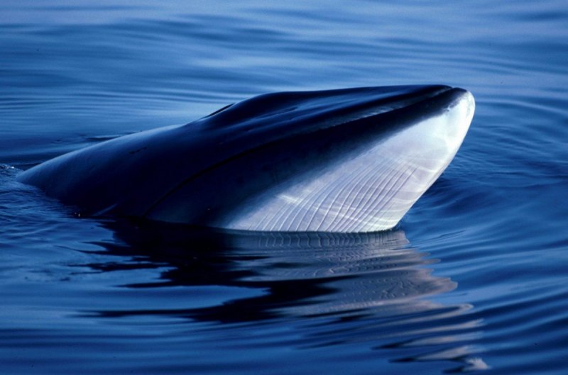Сейвал (ивасёвый кит) (Balaenoptera Borealis)