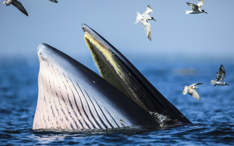 Balaenoptera omurai
