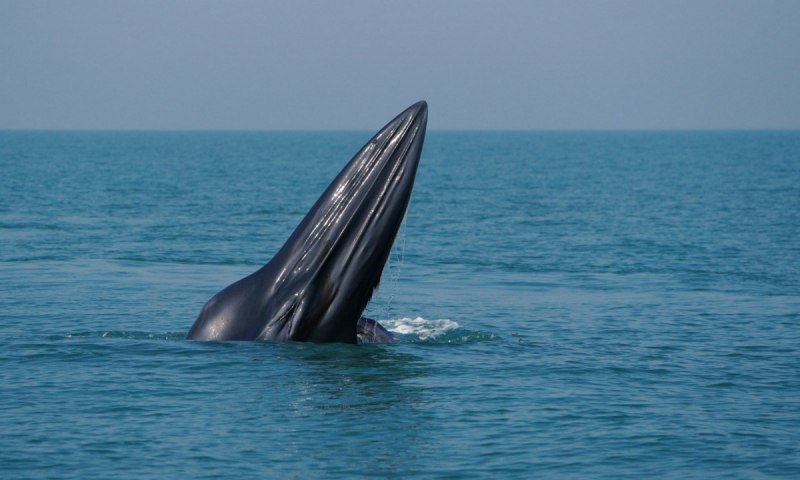 Малый полосатик Balaenoptera acutorostrata