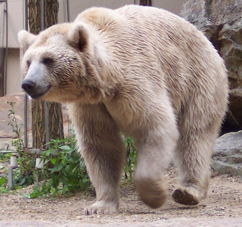 Сирийский бурый медведь (60 фото)