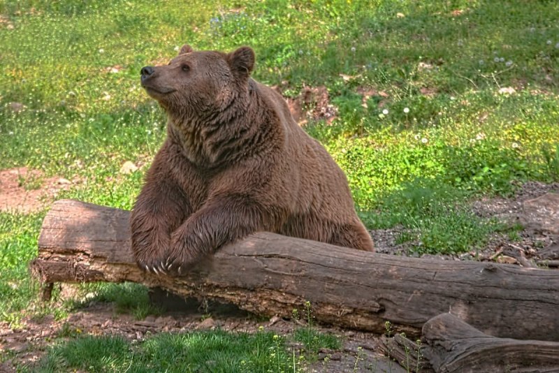 Бурый медведь – Ursus arctos l.