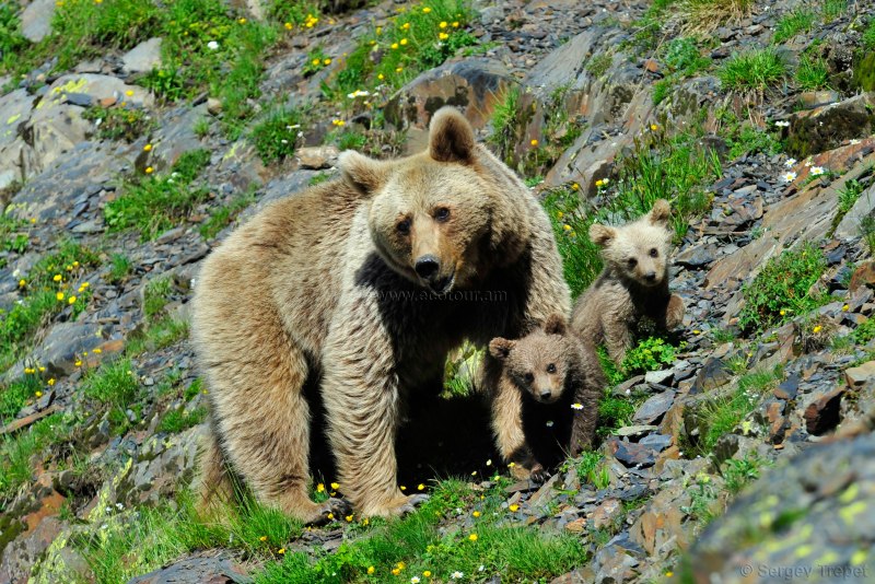 Бурый медведь (Ursus arctos)