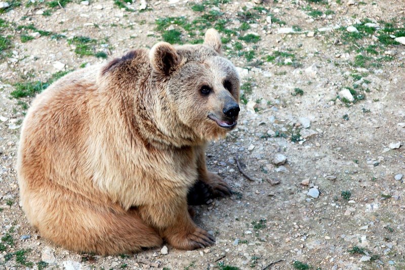 Тяньшанский бурый медведь