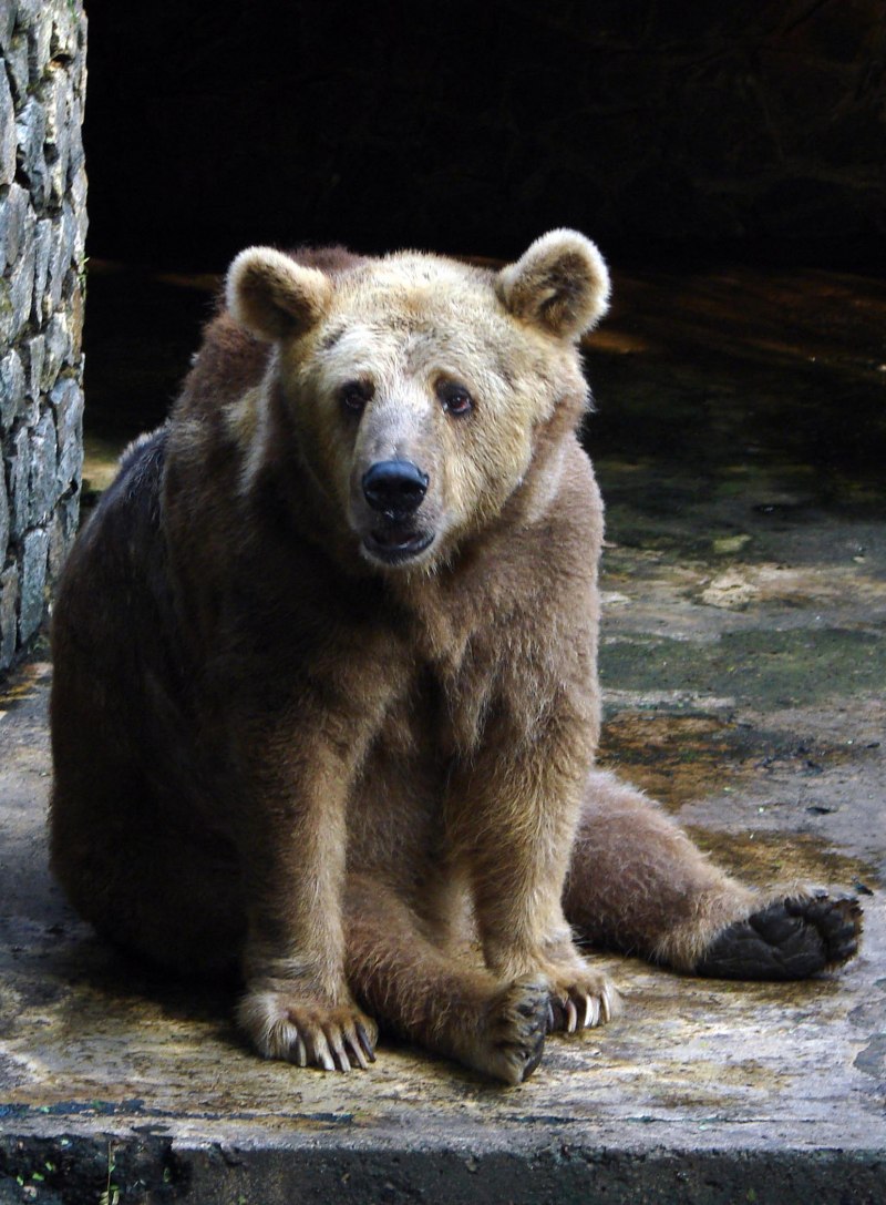 Ursus arctos