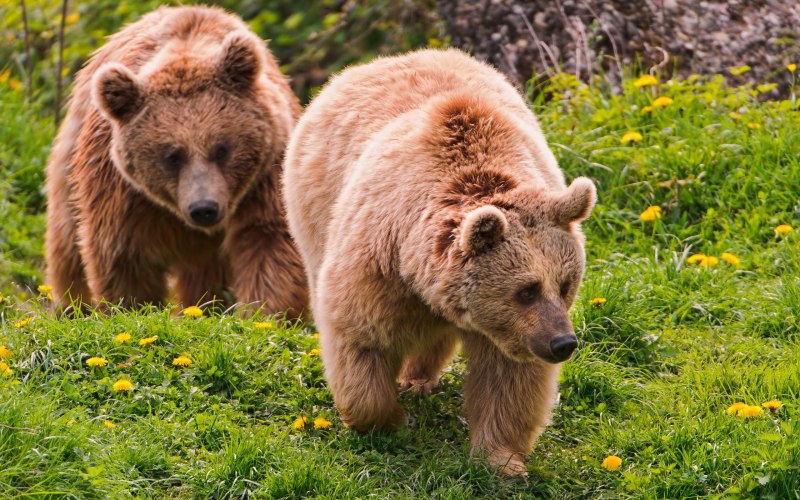 Бурый медведь (Ursus arctos)