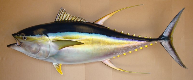 Желтоперый тунец (63 фото)