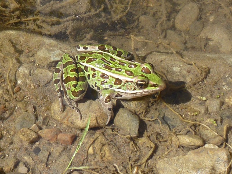 Lithobates pipiens
