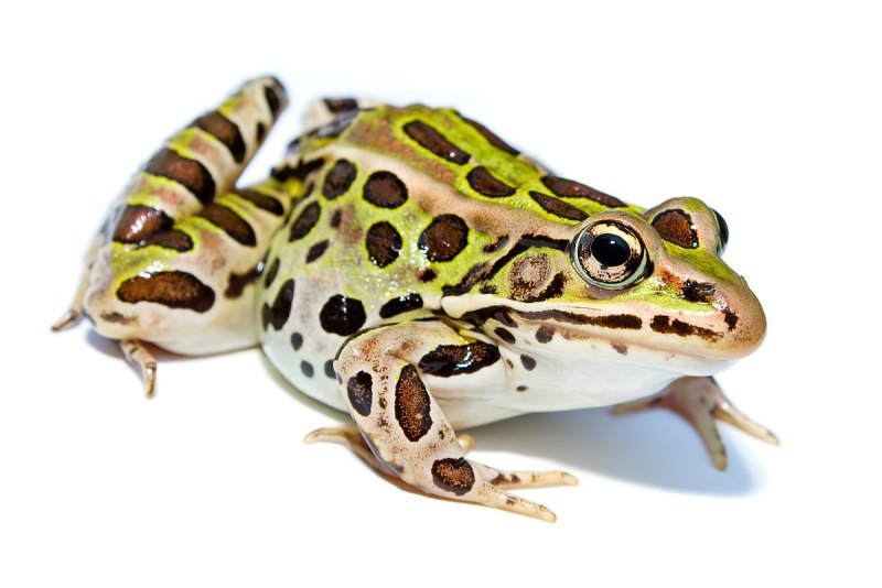 Лягушки Rana pipiens