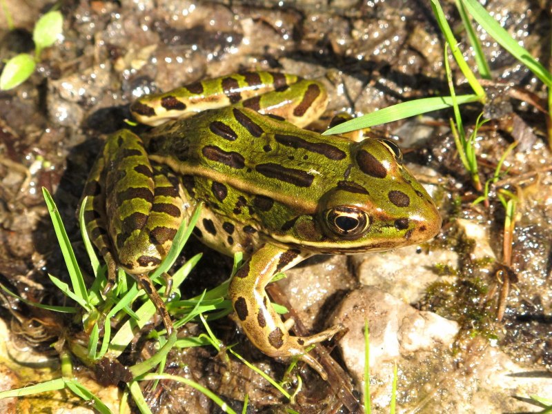 Лягушки Rana pipiens