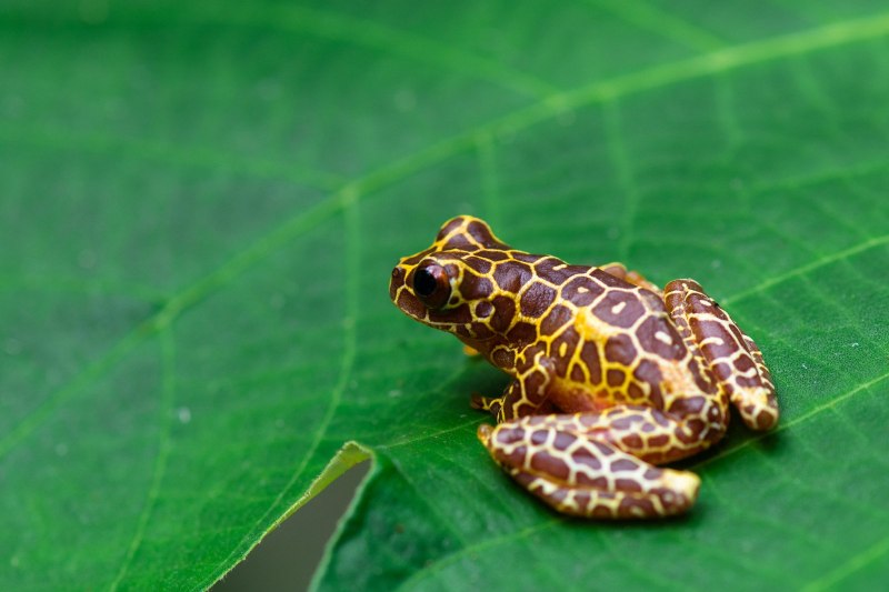 Лягушки Rana pipiens