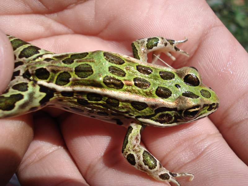 Rana pipiens