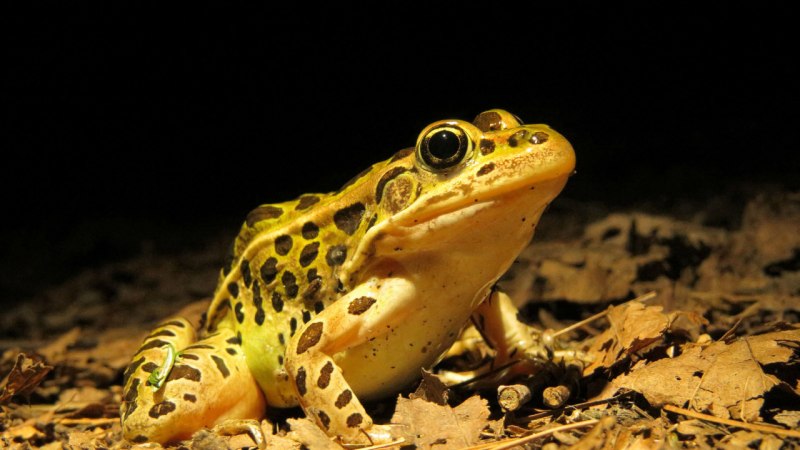 Лягушки Rana pipiens