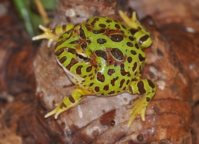 Lithobates pipiens