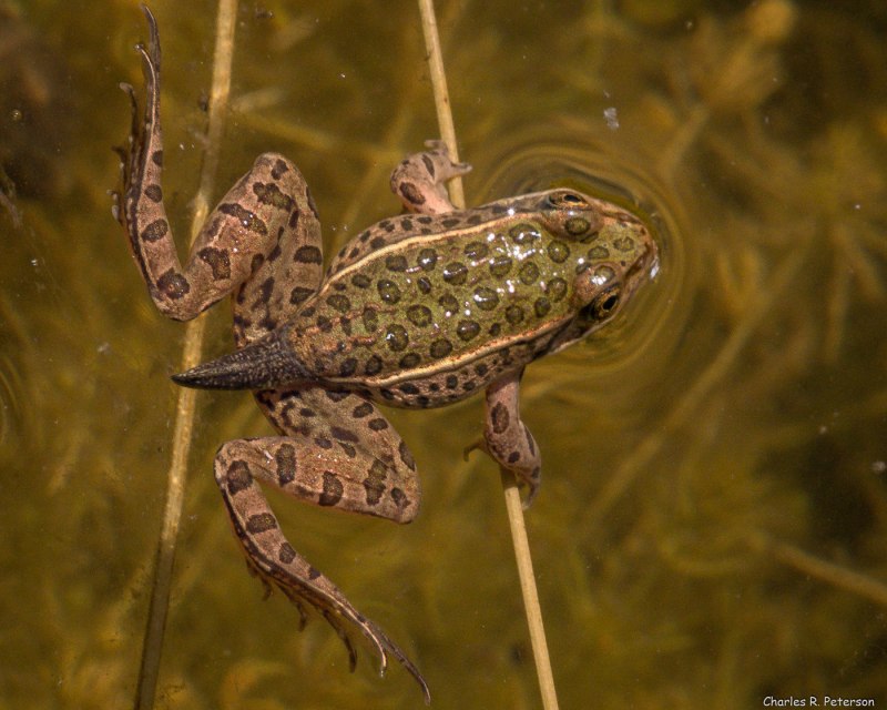 Frog Skin