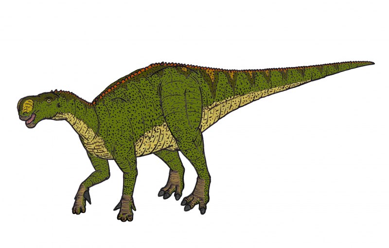 Dinosaur White background