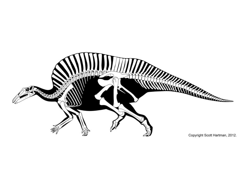 Ouranosaurus nigeriensis