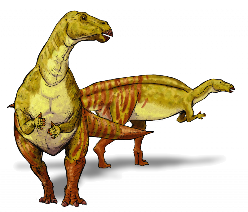 Ouranosaurus nigeriensis