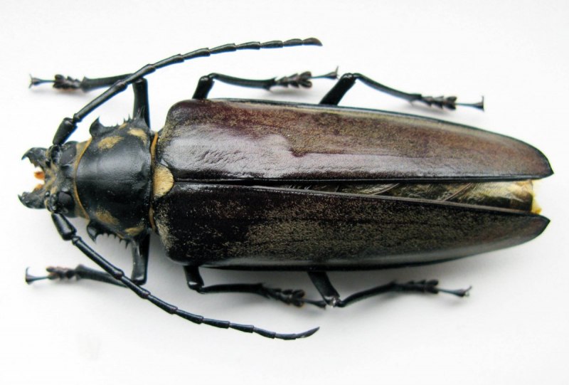 Жук Titanus giganteus