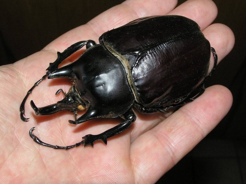 Жук Titanus giganteus