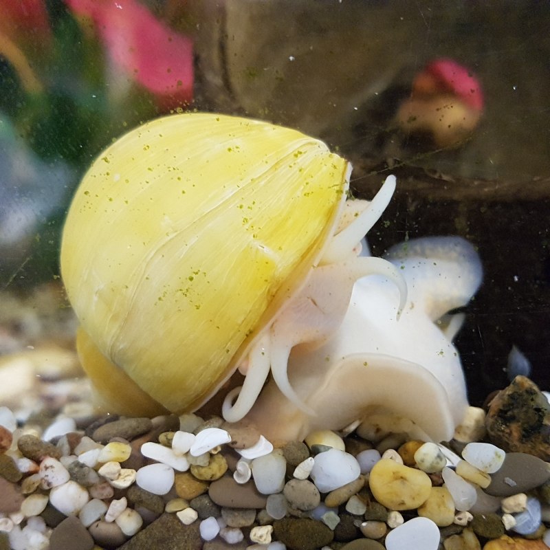 Mystery Snail