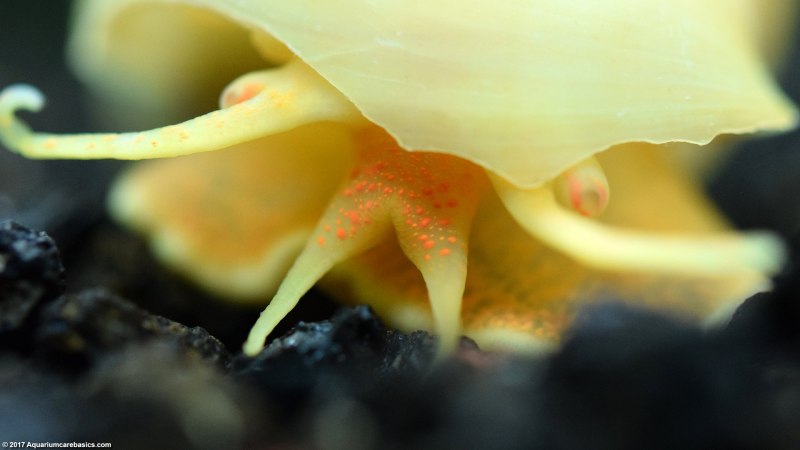 Физа пузырчатая Physa fontinalis