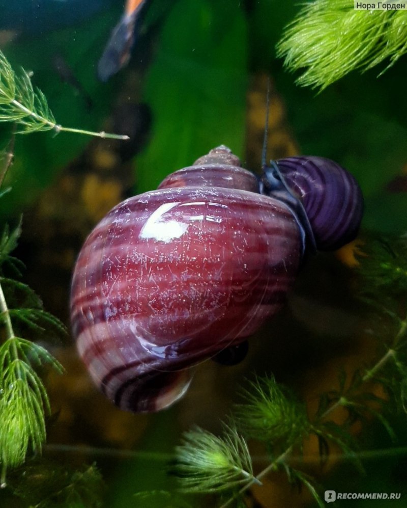 Физа пузырчатая Physa fontinalis