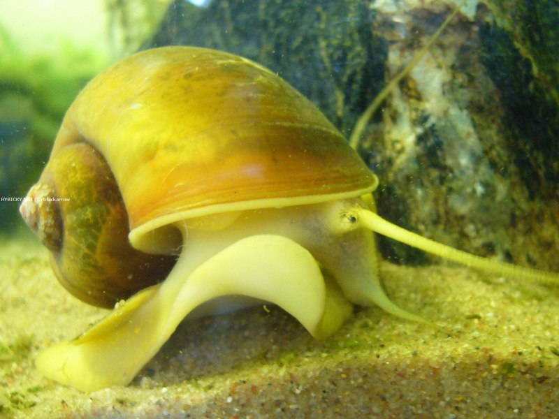 Ivory Snail