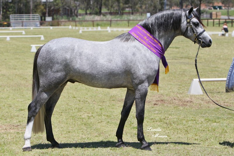 Mini Stallion (мини сталлион)