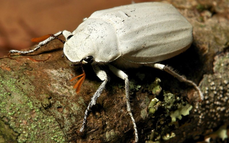 Белый жук (64 фото)