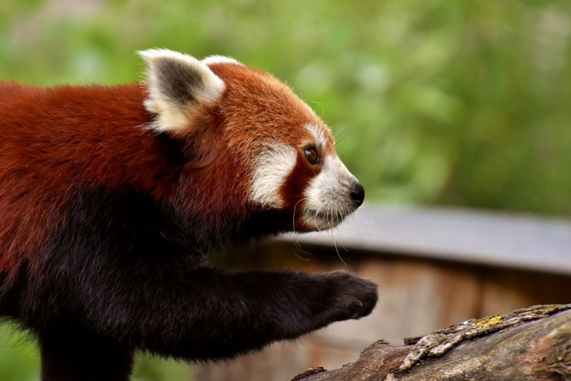 Ailurus Fulgens