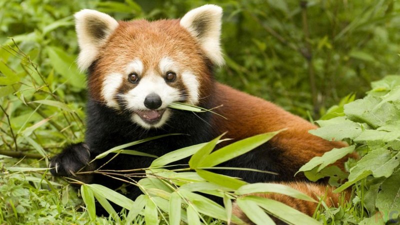 Малая Панда (Ailurus Fulgens