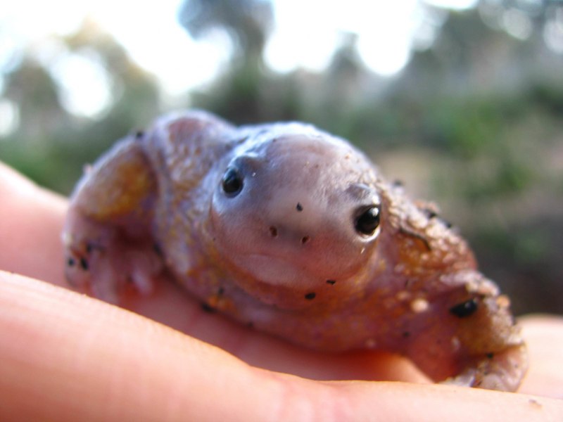 Лягушка-черепаха (Turtle Frog)