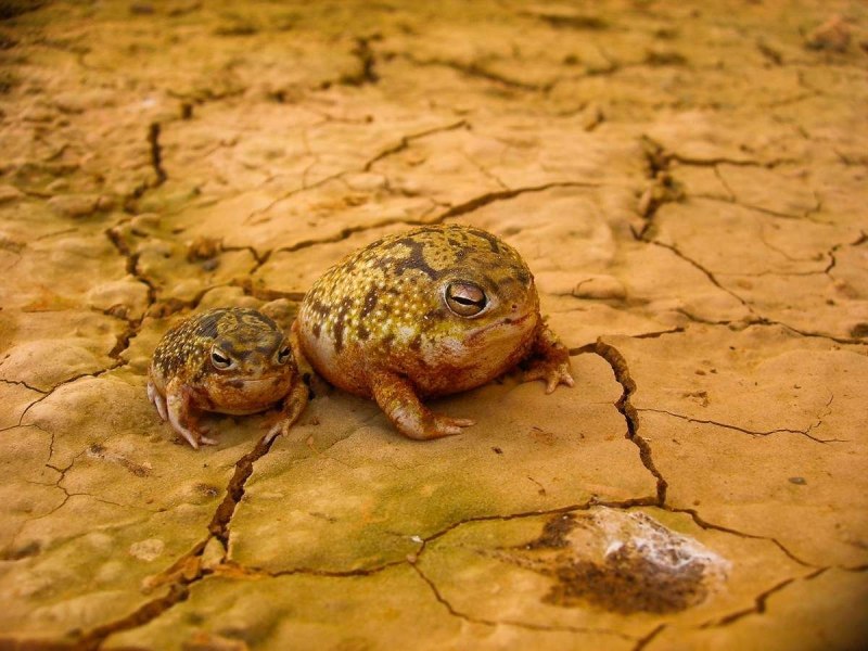 Breviceps macrops