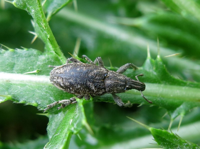 Sitophilus zeamais (кукурузный долгоносик)