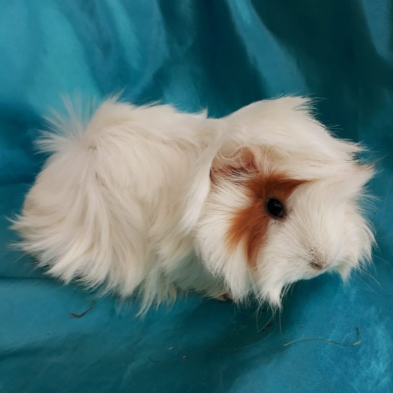 Хомячок с короной