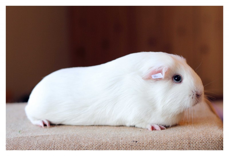 Cavia морская Свинка
