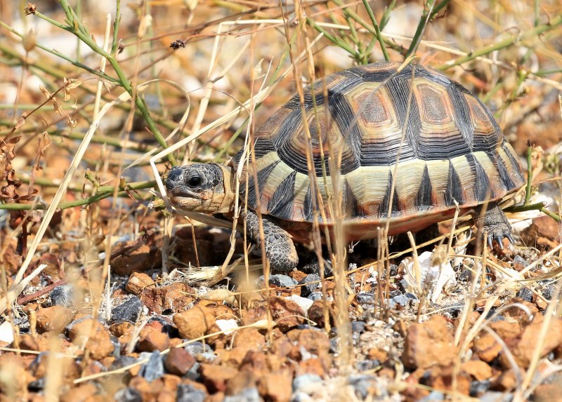 Glyptemys muhlenbergii