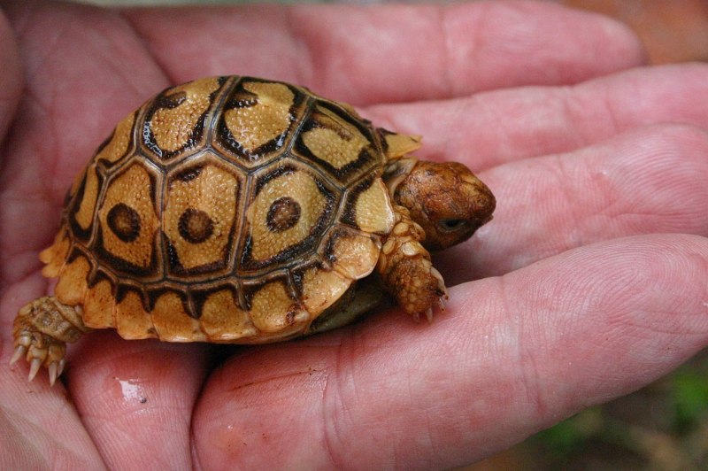 Капская черепаха (70 фото)