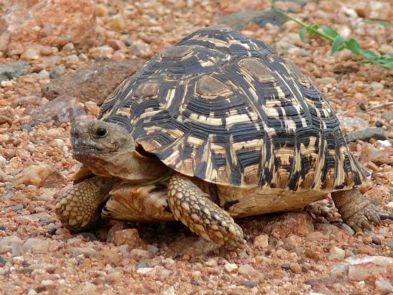 Pseudemys concinna