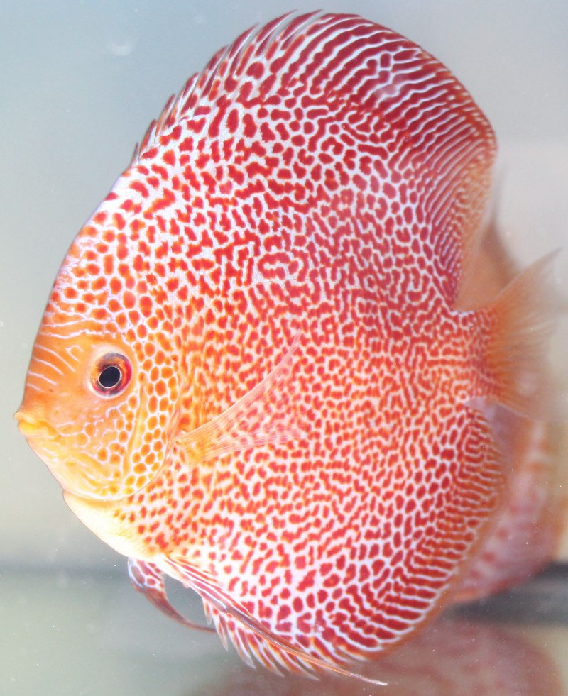 Symphysodon aequifasciatus