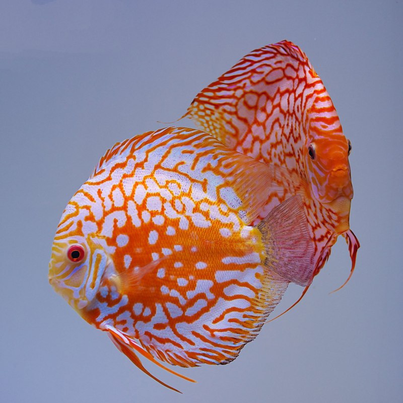 Дискус "Blue Turquoise" (Symphysodon aequifasciatus var.) XL