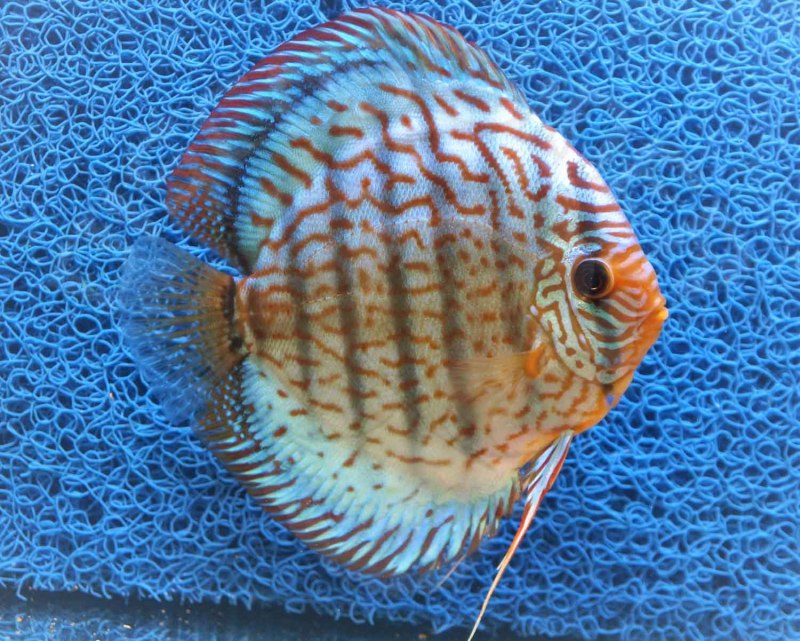 Symphysodon Discus