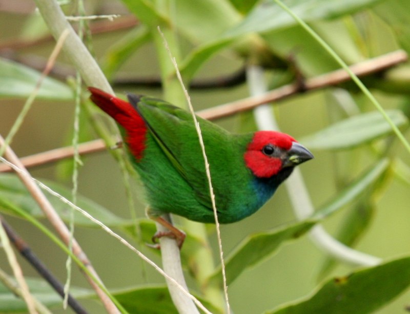 Фиджийская попугайная амадина (66 фото)